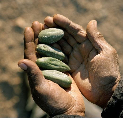 hands holding bush tucker